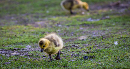 Little goslings on the grass in a park in spring.の写真素材