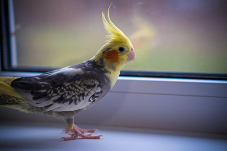 Cockatiel on the windowsill. Pet parrot.の写真素材