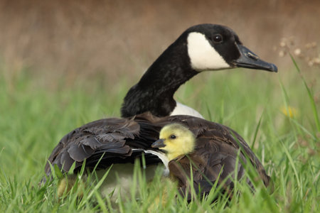 Branta canadensis, single bird on grass, UK