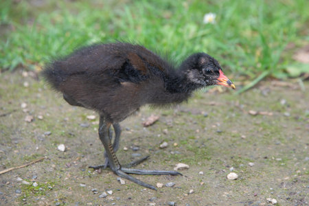A young Black Gallinula gallinula chick on the groundの写真素材