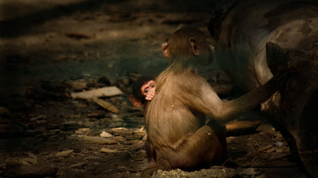 Monkey in a zoo on a hot summer day. Selective focus.の写真素材
