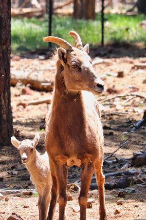 Young animal with her baby in the zoo.の写真素材