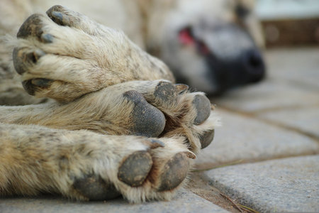 Dog's paws on the ground, closeup of dog's pawの写真素材