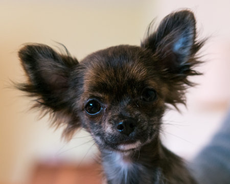 Cute little chihuahua puppy on a blurred background.の写真素材