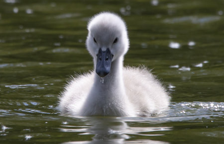Young mute swan, Cygnus olor, swimming on a lakeの写真素材