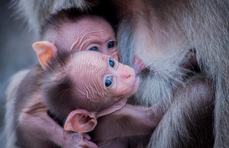 Baby monkey with mother, close-up portrait. Macro photography.の写真素材