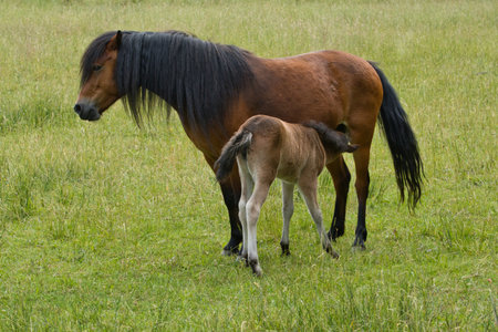 Horse and foal on a green meadow in the summer