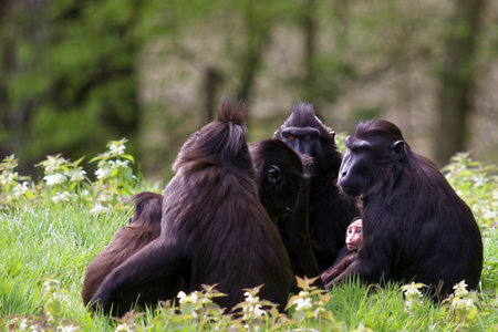 Chimpanzee family sitting in the grass and looking at the camera