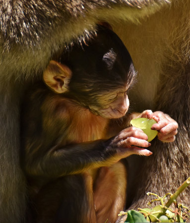 Mother monkey feeding her baby, close-up. Animal portrait.