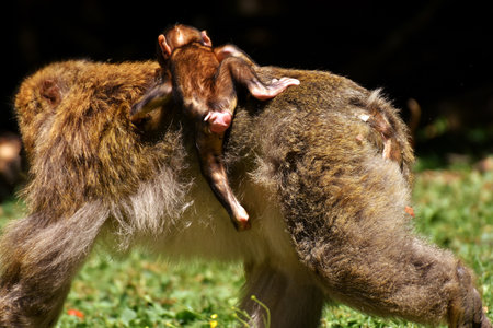 Cute baby monkey playing with mother in the park. Animal theme.の写真素材
