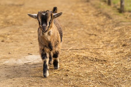 Cute baby goat on the farm. Selective focus with shallow depth of fieldの写真素材