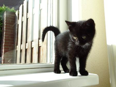 Black kitten standing on the windowsill and looking out the window.の写真素材
