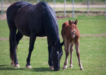 Foal and mare on a green meadow in summerの写真素材
