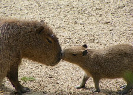 Capybara (Hydrochoerus hydrochaeris)の写真素材