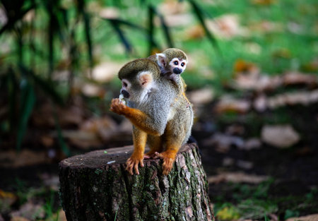 Squirrel monkey on a stumpの写真素材