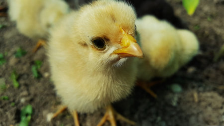 Cute little yellow chicken on the farm. Selective focus.