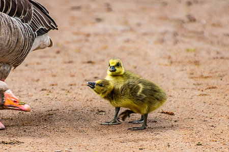 Cute goslings walking on the ground in the park.の写真素材