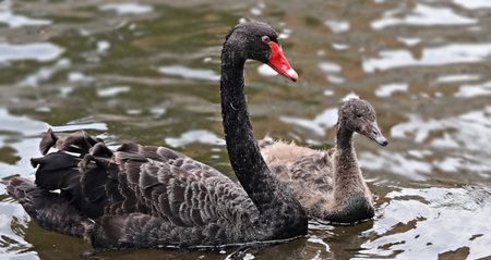 Black swan (Cygnus atratus) on a lakeの写真素材