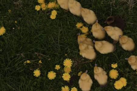 Dandelions and goslings in a meadow in springの写真素材
