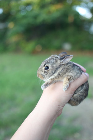 Cute little baby rabbit in hand on nature background, closeupの写真素材