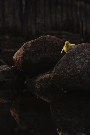 Yellow duckling sitting on the rocks in the water, black backgroundの写真素材