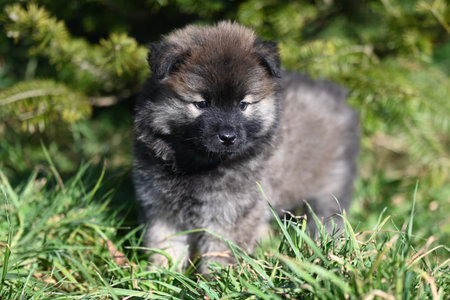 Cute puppy sitting on green grass looking at cameraの写真素材