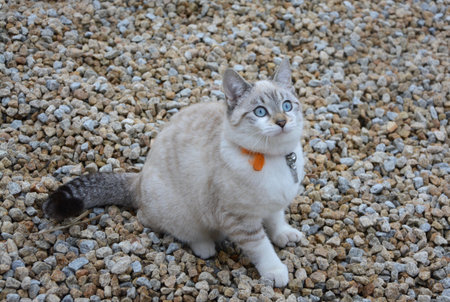 Thai cat with blue eyes sitting on the pebbles.の写真素材