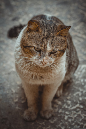 Cat sitting on the street in the old city. Toned.の写真素材