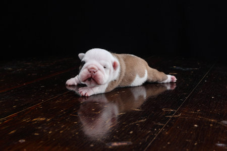 American Bulldog puppy lying on a wooden floor. Studio shot.の写真素材