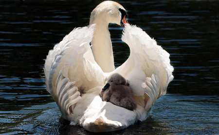 Mute swan, Cygnus olor, mother with her babyの写真素材