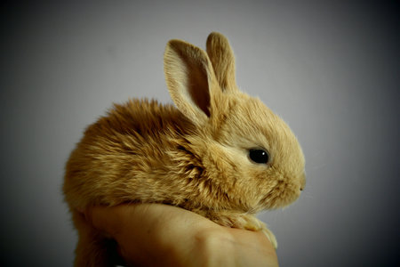 Cute little rabbit in hand on a white background. Studio shot.の写真素材