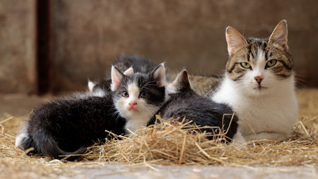 Three kittens lying on the hay in front of a rustic backgroundの写真素材