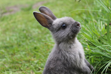Cute gray rabbit sitting in the grass on a sunny day.の写真素材