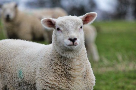 Sheep in a field, England, UK.  Shallow depth of field.の写真素材
