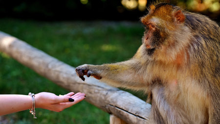 Monkey on the hand of a girl. The monkey eats food.の写真素材