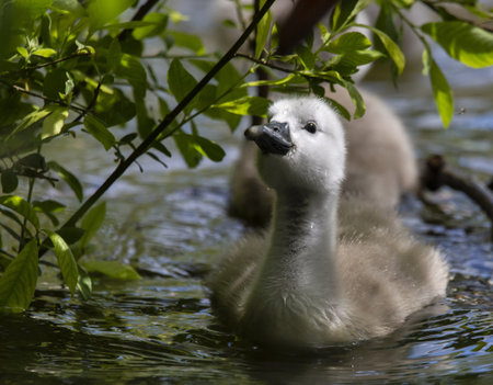 A young mute swan swimming in the water with its chicks.の写真素材