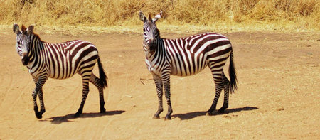 Two zebras (Equus quagga) in the savannahの写真素材