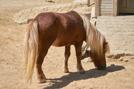 Horse in the paddock on a sunny day in summer.の写真素材