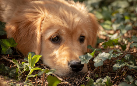 Golden Retriever puppy in the garden. Selective focus.の写真素材