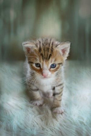 Cute little kitten with blue eyes on the bed. Selective focus.の写真素材