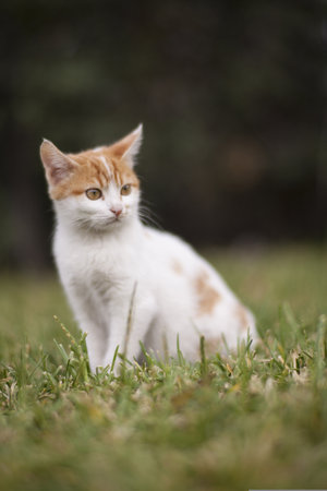 Cute little kitten sitting on the grass in the garden. Selective focus.の写真素材