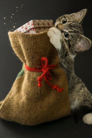 Cute tabby kitten in a christmas sock with gifts.