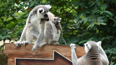 Ring-tailed lemur (Lemur catta) with its familyの写真素材