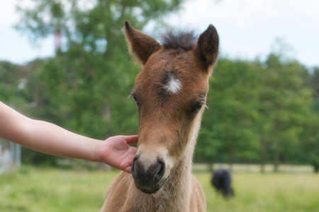 Little foal in the paddock. Child's hand stroking a horse.の写真素材
