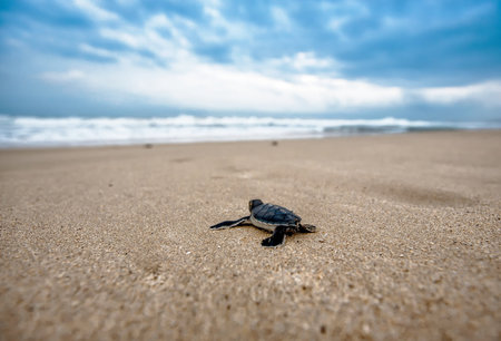 Little baby turtle coming out of the sea on the sandy beach.の写真素材