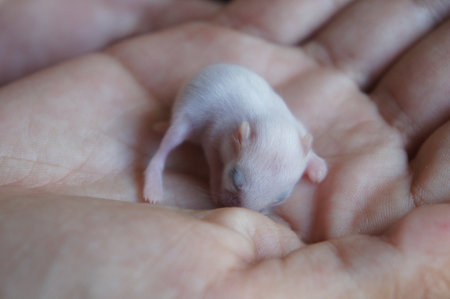 Newborn white baby rat on human hand close-up macro photographyの写真素材