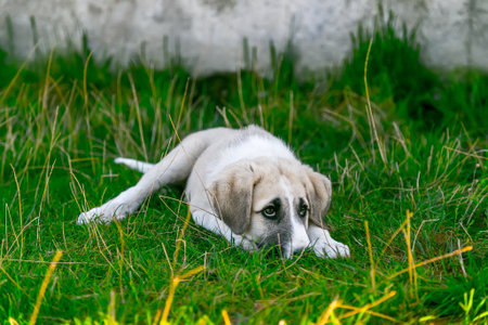 Puppy lying in the grass and looking at the cameraの写真素材