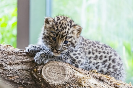 Baby leopard (Panthera pardus) in the zooの写真素材