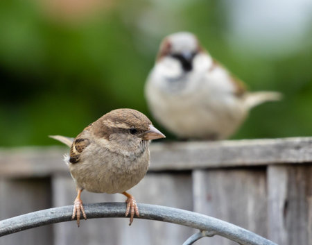 Sparrows sitting on a fence in the garden. Selective focus.の写真素材