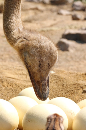 Ostrich head and eggs in the zoo, closeup of photoの写真素材